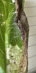 Cryptobotys zoilusalis