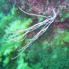 Eunicella singularis