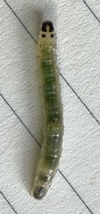 Cryptobotys zoilusalis