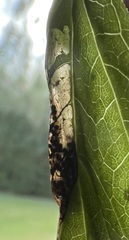 Cryptobotys zoilusalis