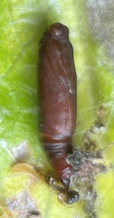 Cryptobotys zoilusalis