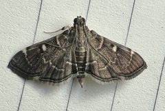 Cryptobotys zoilusalis