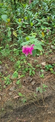 Salvia iodantha