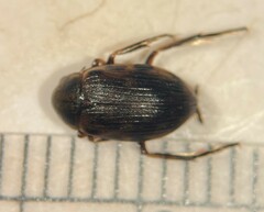 Berosus hoplites