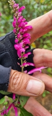 Salvia iodantha
