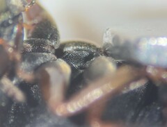 Berosus hoplites