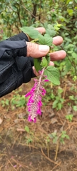 Salvia iodantha