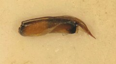 Berosus hoplites