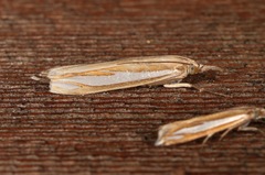 Crambus satrapellus
