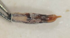 Berosus hoplites