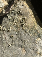 Amphibalanus amphitrite