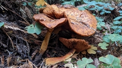 Gymnopilus ventricosus