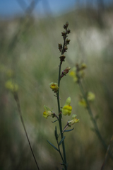 Linaria loeselii