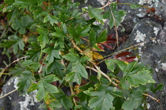 Crataegus pinnatifida