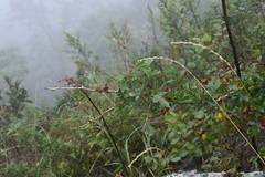 Crataegus pinnatifida