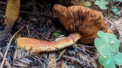 Gymnopilus ventricosus