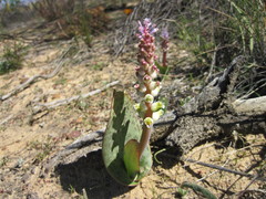 Lachenalia membranacea