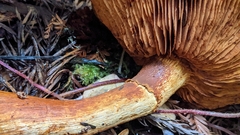 Gymnopilus ventricosus