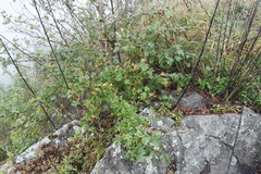Crataegus pinnatifida