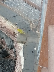 Setophaga petechia aureola