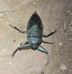 Lethocerus cordofanus