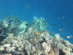 Balistoides viridescens