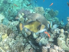 Balistoides viridescens