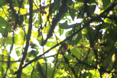 Granatellus venustus