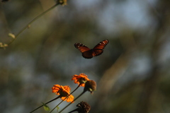 Danaus eresimus