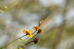 Danaus eresimus