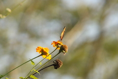 Danaus eresimus