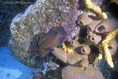 Cephalopholis cruentata