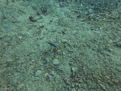 Canthigaster margaritata