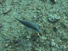 Canthigaster margaritata