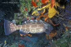 Mycteroperca bonaci