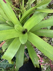 Werauhia