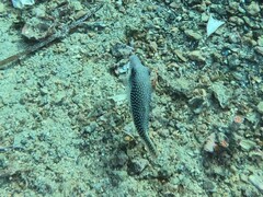 Canthigaster margaritata