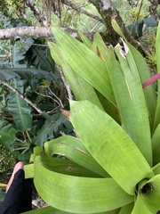 Werauhia