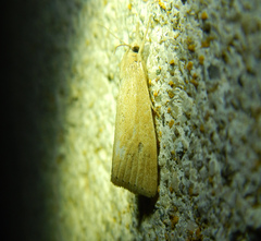 Calamotropha paludella