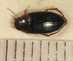 Copelatus distinctus