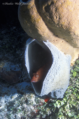 Cephalopholis cruentata