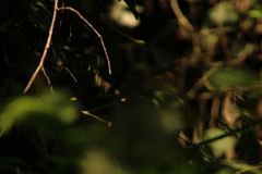 Mecistogaster ornata