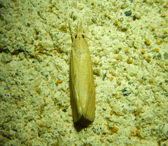 Calamotropha paludella