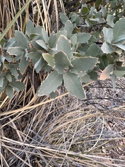 Quercus grisea