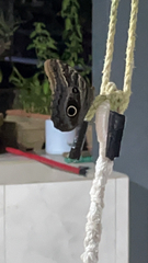 Caligo teucer insulanus