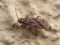 Arocatus longiceps