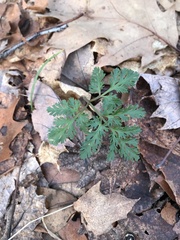 Sceptridium dissectum dissectum