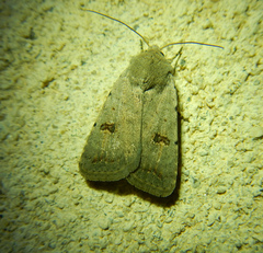 Caradrina kadenii
