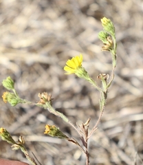 Deinandra corymbosa