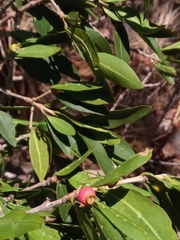 Tricalysia cryptocalyx image